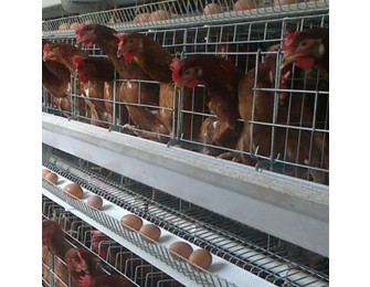 1.0mm 1.2mm new pp poultry manure belts for chicken cage farm alt=