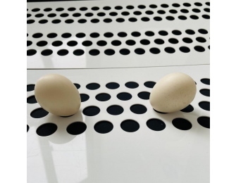 PP conveyor belt for egg collection system alt=